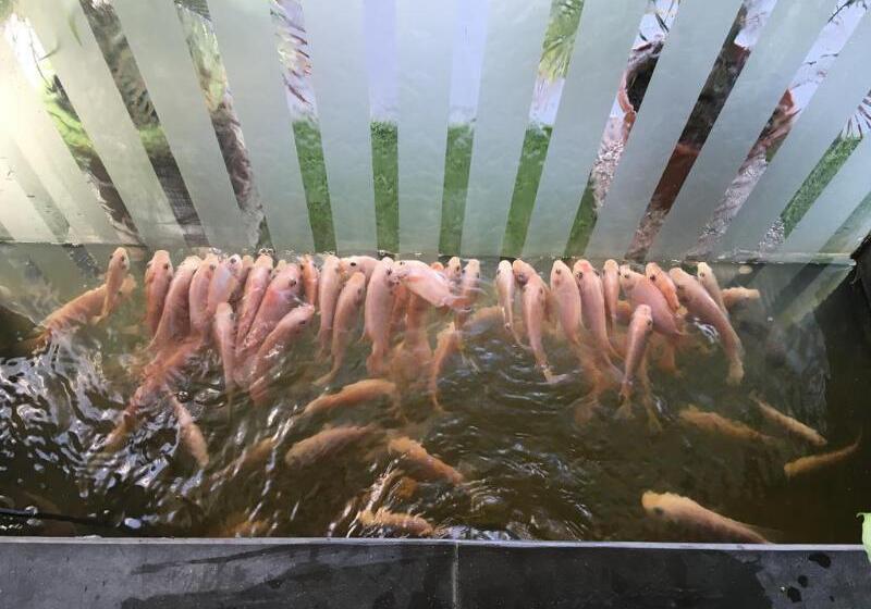 ホテル Swan Cottage