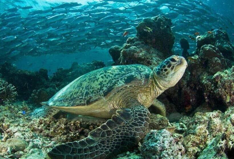 تختخواب و صبحانه Cabina Aventuras Corcovado Gittana Tours