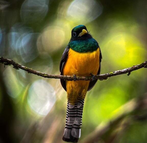 تختخواب و صبحانه Cabina Aventuras Corcovado Gittana Tours