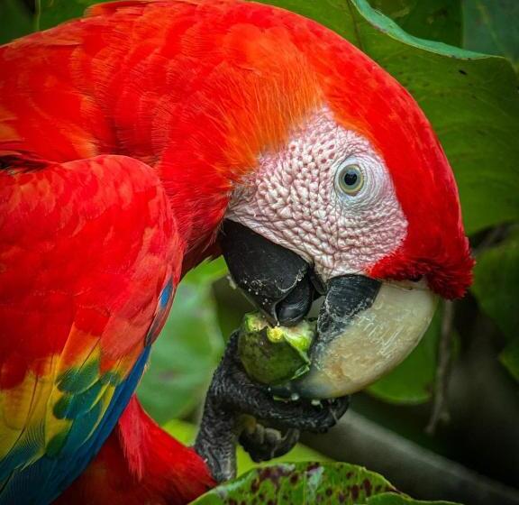 تختخواب و صبحانه Cabina Aventuras Corcovado Gittana Tours