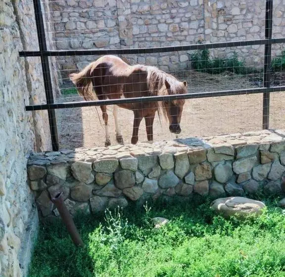 ペンション Conacul Muzeul Pietrei