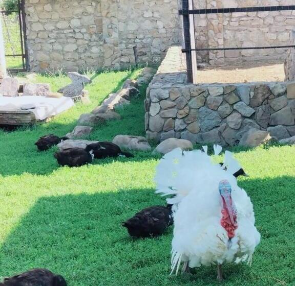 膳宿费 Conacul Muzeul Pietrei