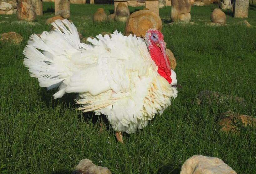 膳宿费 Conacul Muzeul Pietrei