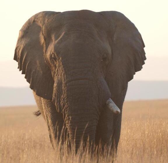 ホテル The Springbok Lodge