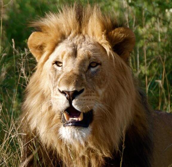 ホテル The Springbok Lodge