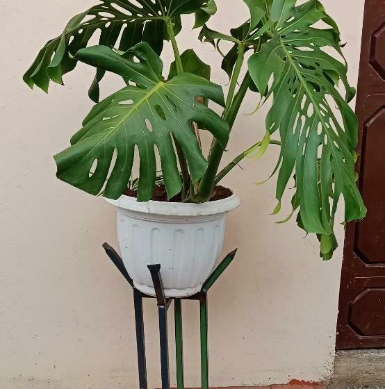 هتل کپسول Redhill Homely Stay