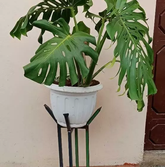 هتل کپسول Redhill Homely Stay