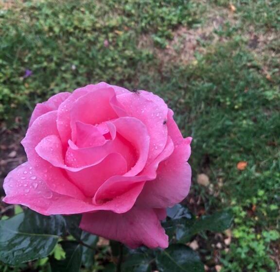 住宿加早餐 L’absinthe