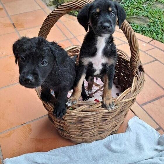 تختخواب و صبحانه Villa Chelsey