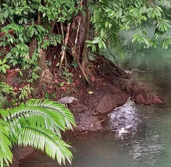 Hotelli Vista Alta Ecolodge Bahia Drake