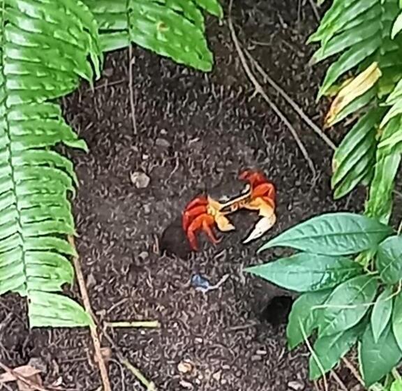 호텔 Vista Alta Ecolodge Bahia Drake