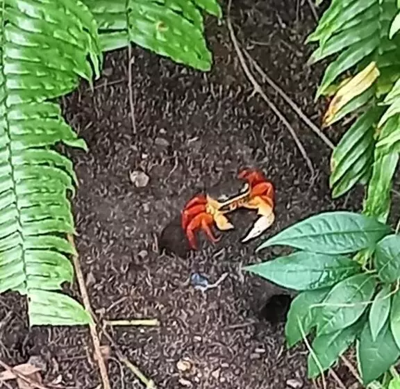 Hotelli Vista Alta Ecolodge Bahia Drake