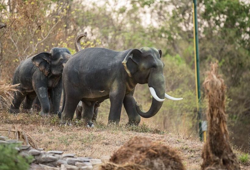 酒店 Phubachiang Golf & Resort Pakse