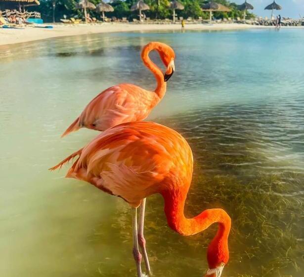 پانسیون Room In Apartment Nice Apartament In Aruba