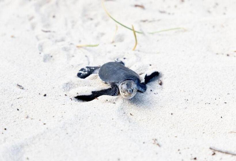 هتل Coconut Beach Boutique   Apasio Lodges