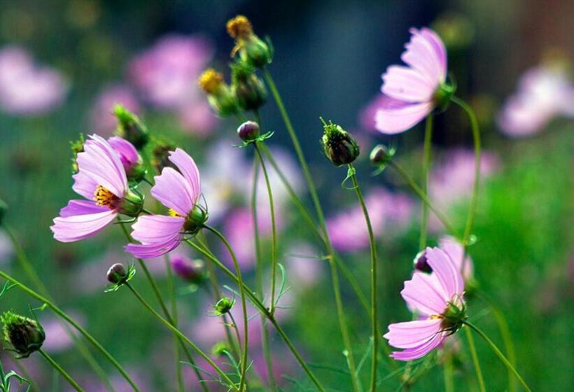 پانسیون Hanmer Guest House