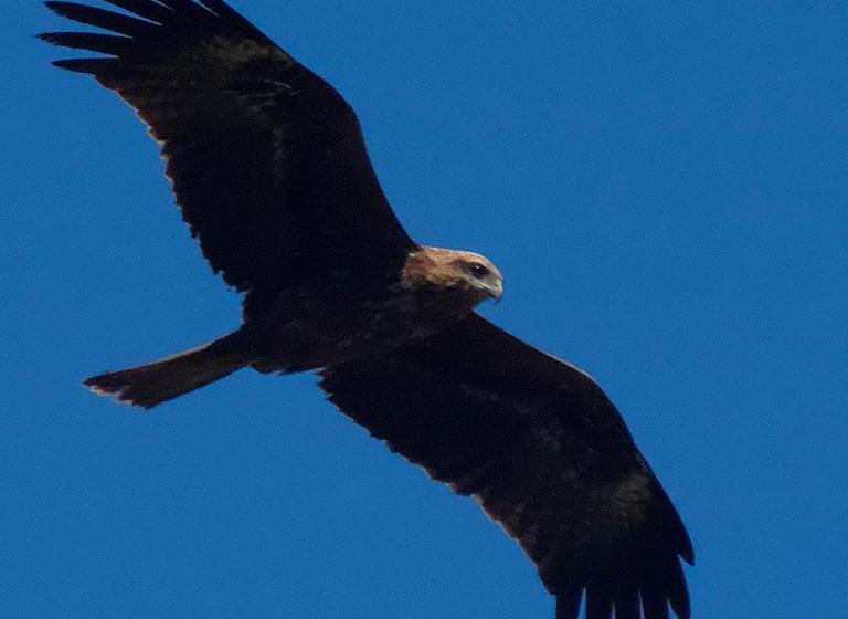 پانسیون Hanmer Guest House