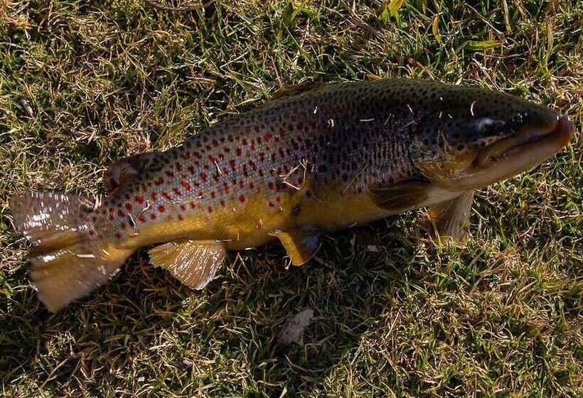 בית מלון כפרי Valley Of The Rainbow Estate