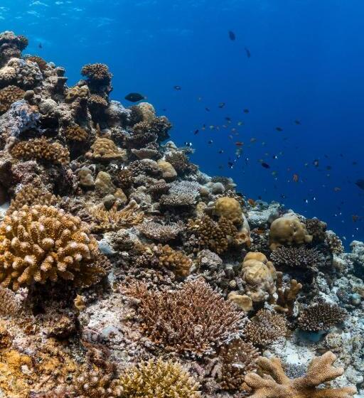 Finolhu Baa Atoll Maldives, A Member Of Design Hotels