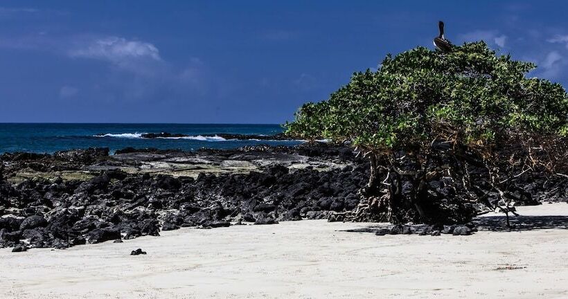 ホテル Iguana Crossing Boutique