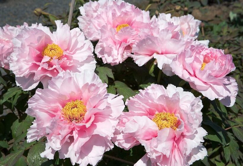 Hotel Ryokan Yukeikohan Suitenkaku