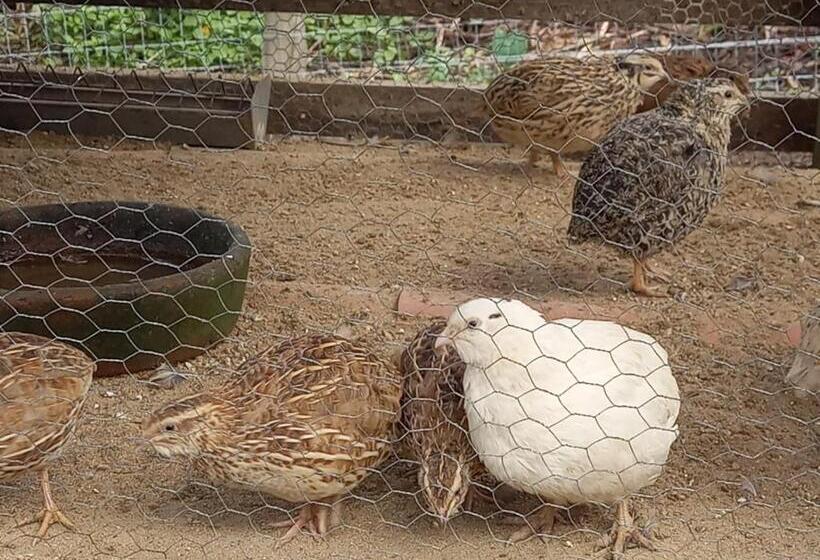 Bed and Breakfast Pousada Chácara Do Rio