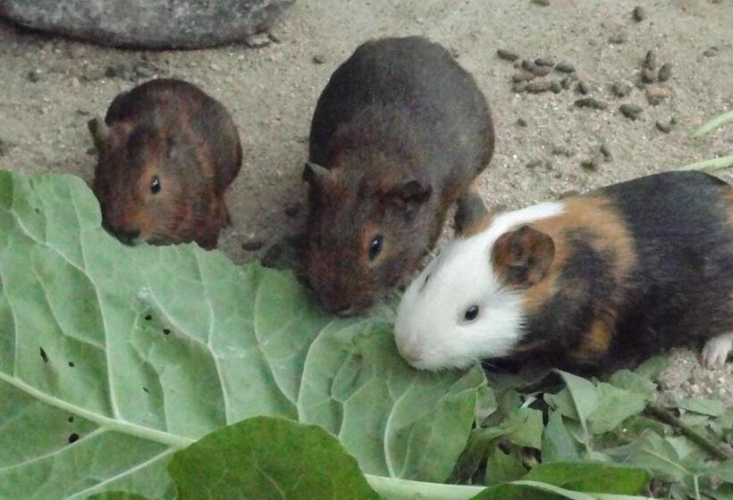 Bed and Breakfast Pousada Chácara Do Rio