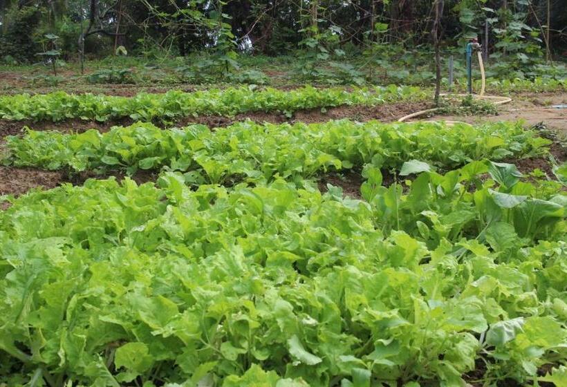 リゾートホテル Phayam Garden View