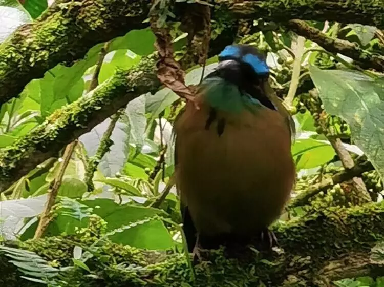 Hotelli Chirripo Art