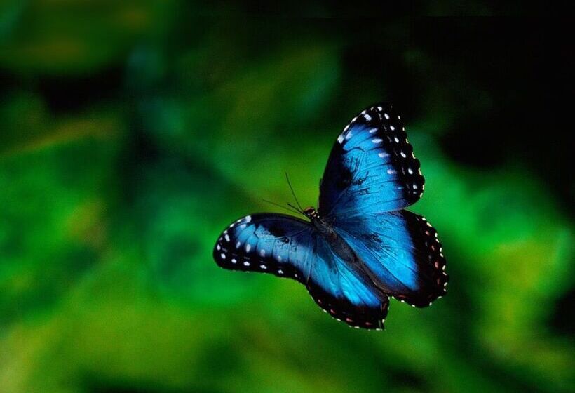 ホテル Chirripo Art