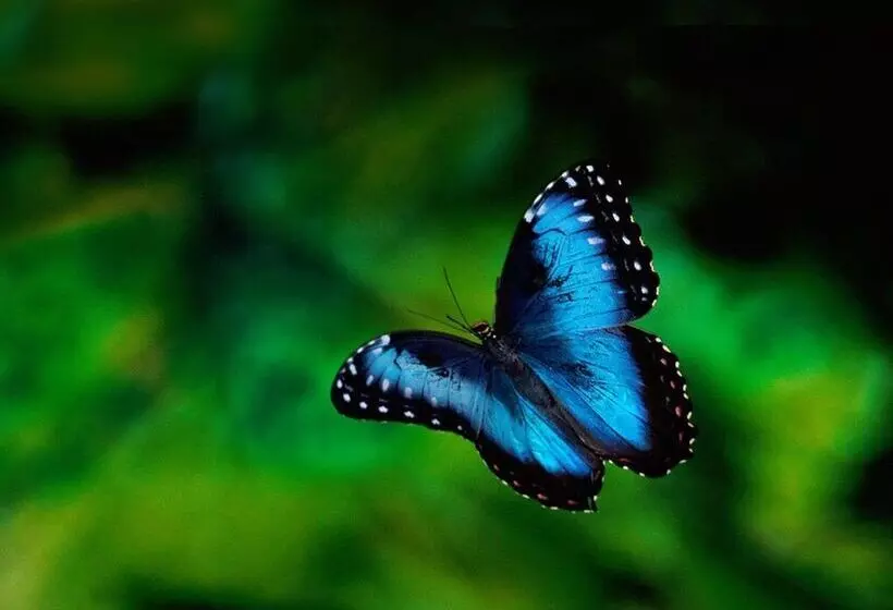 Hotelli Chirripo Art