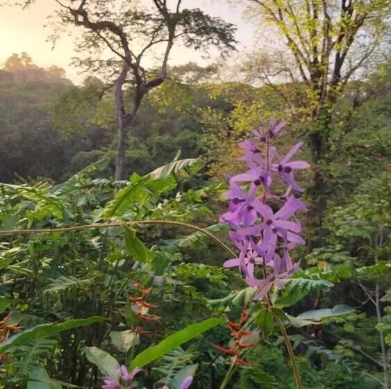 Hotelli Chirripo Art