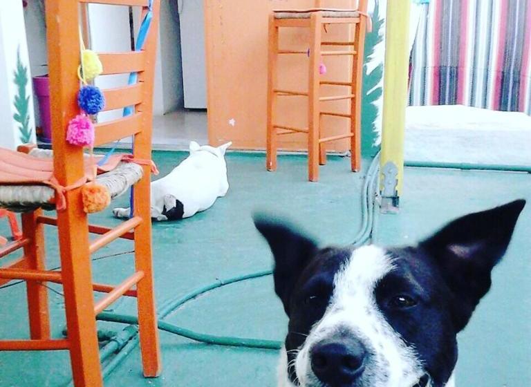 فندق Viva Margarita