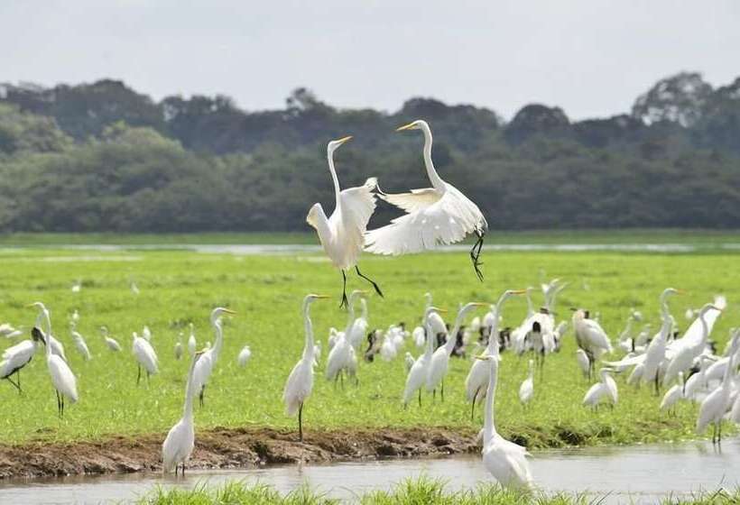 酒店 Caño Negro Wetlands Lodge