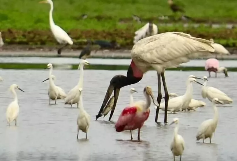 هتل Caño Negro Wetlands Lodge