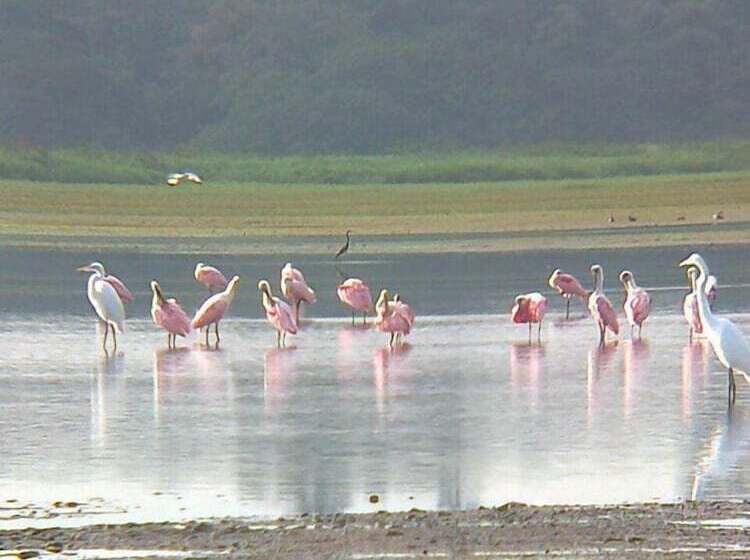 酒店 Caño Negro Wetlands Lodge