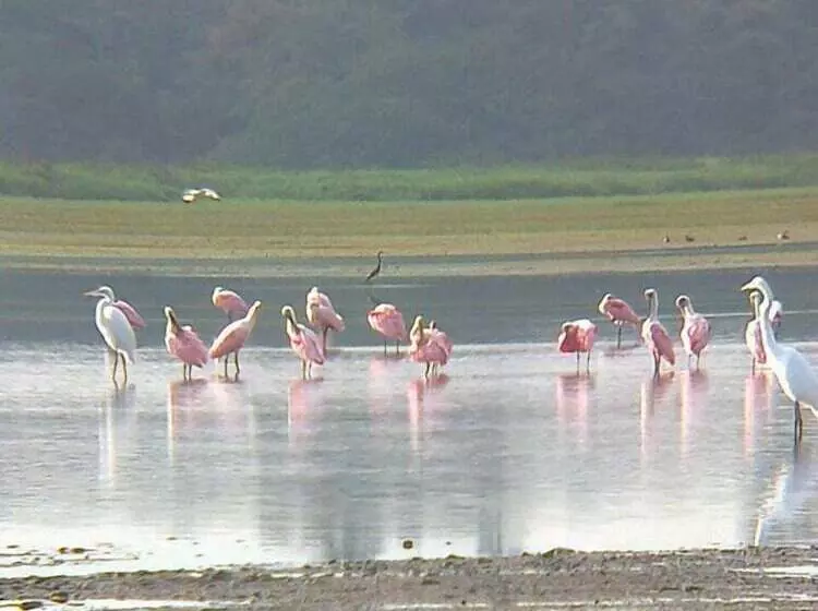 هتل Caño Negro Wetlands Lodge