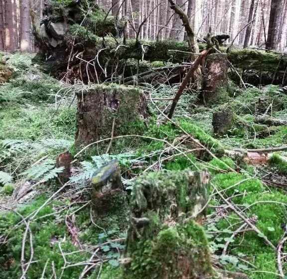 ホテル Zlatý Potok