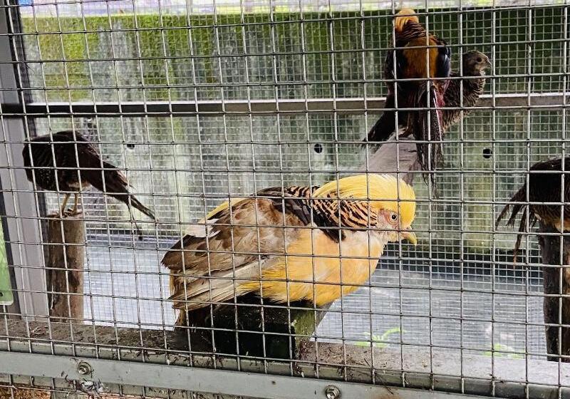 هتل River Forest Leisure Farm