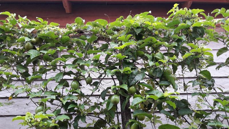 酒店 Seaside Villa