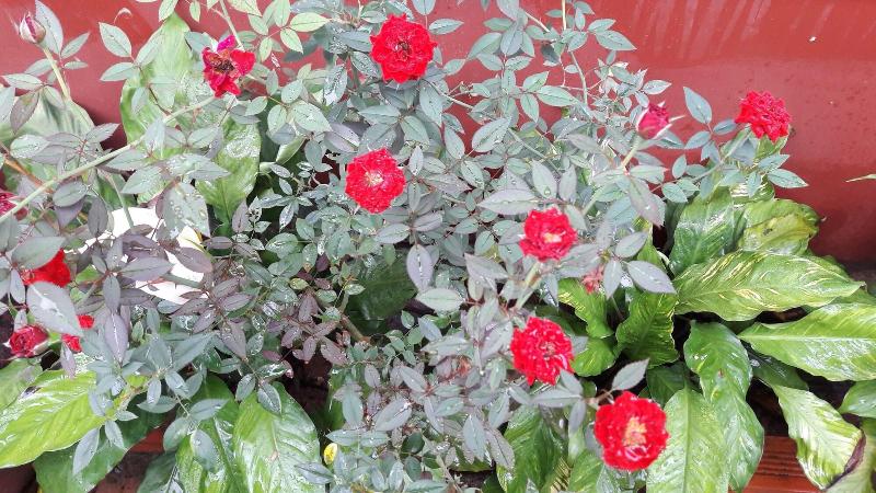 酒店 Seaside Villa