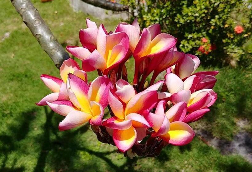 Moalboal T Breeze Coastal Resort