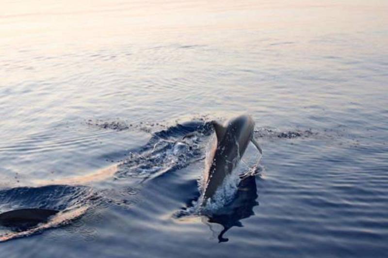 پانسیون Batuta Maldives Surf View