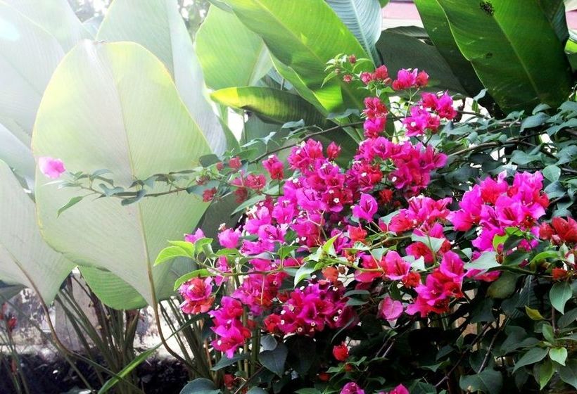 Pansiyon Foo Homestay