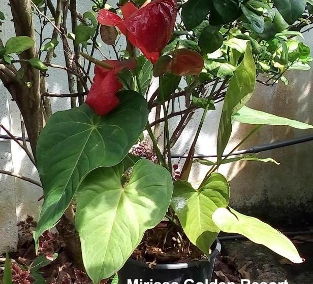 펜션 Mirissa Golden Resort