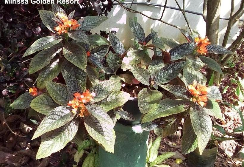 펜션 Mirissa Golden Resort