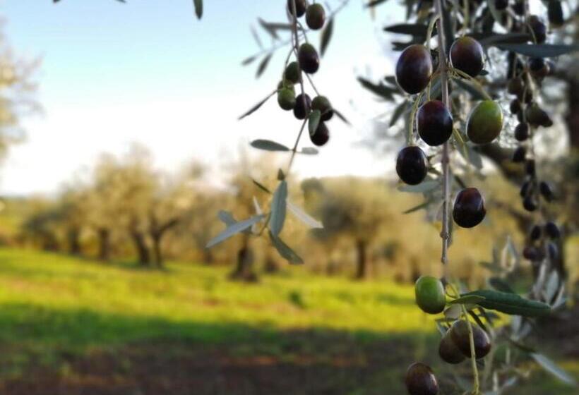 Bed and Breakfast La Stanza @ Olive Hill Sabina