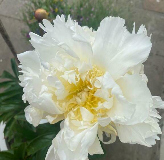 Pensionat Heddfan   Peaceful & Cozy En Suite Room 5 Mins From Stunning Llanbedrog Beach