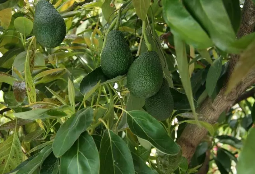 ベッドアンドブレックファースト L'aleandra