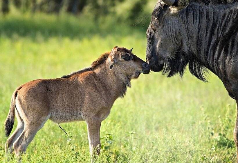 فندق Africa Safari South Serengeti